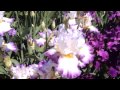 Никитский Ботанический сад - ирисы