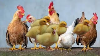 10 Common Chicken Sounds: How To Speak Chicken screenshot 5