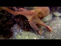 Red Octopus (Octopus rubescens) and Friends  - Spring Low Tide 2020