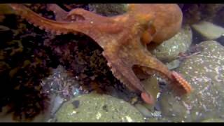 Red Octopus (Octopus rubescens) and Friends  - Spring Low Tide 2020