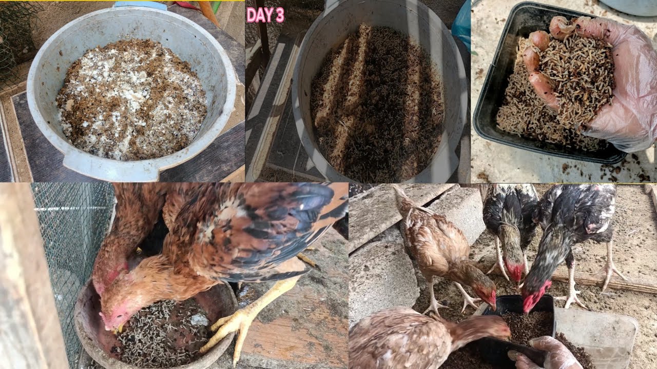 Raise Insects At Home || How to Store Live Food For Long Time