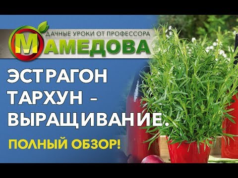 ЭСТРАГОН ТАРХУН - выращивание | Полный обзор от профессора Мамедова