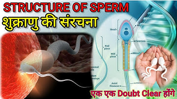 Structure Of Sperm In Male | शुक्राणु की संरचना | Male Reproductive System | General Science|Biology
