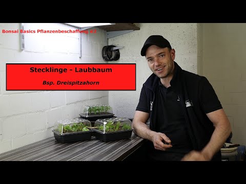 Stecklinge aus Laubgehölzen am Beispiel des Dreispitzahorn | Bonsai Basics Pflanzenbeschaffung #2