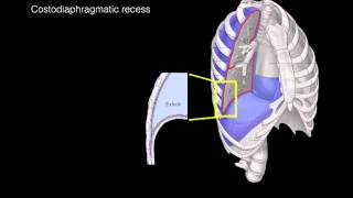 Pleural membranes