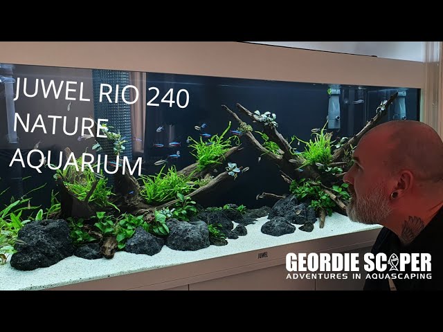 Betaling oversøisk kage JUWEL RIO 240 LOW TECH NATURE AQUARIUM (LOW LIGHT & NON CO2) 2020 - YouTube