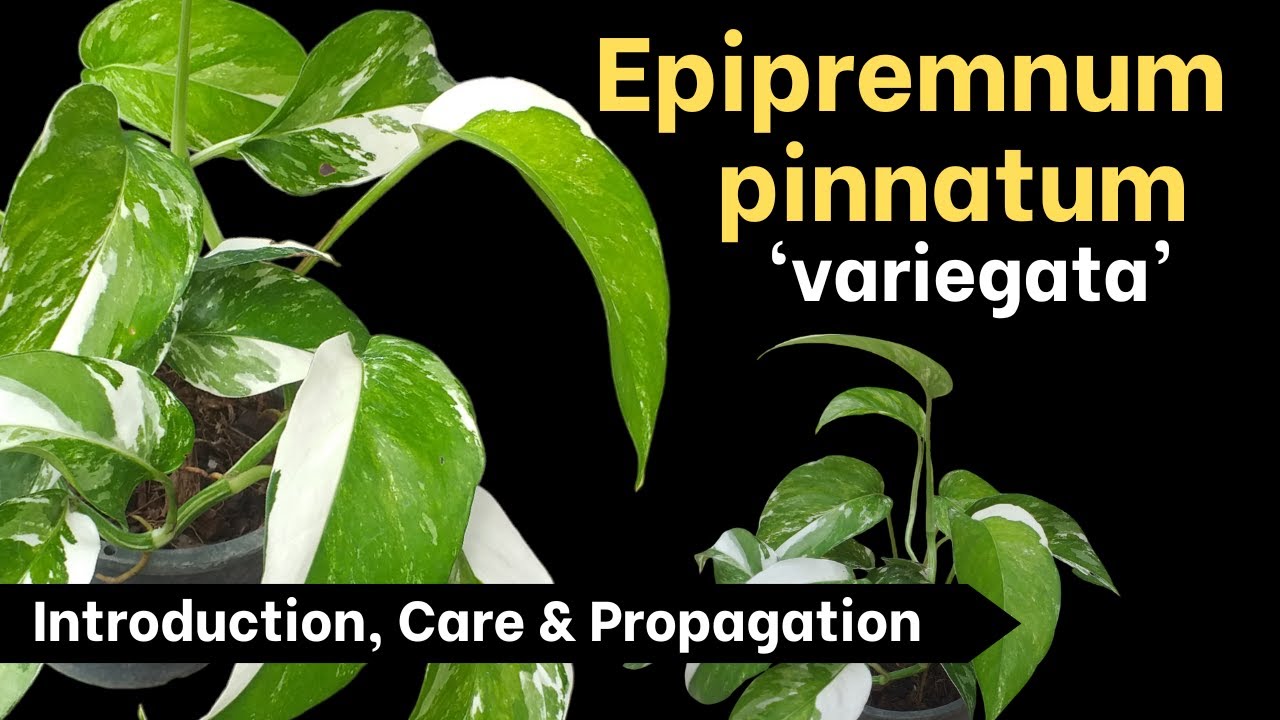 How to grow Epipremnum pinnatum 'variegata'