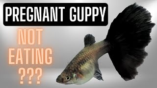 Guppy Fish Care - Why Is My Pregnant Guppy Not Eating ? And How To Fix It by Guppy Channel 4,822 views 1 year ago 11 minutes, 1 second