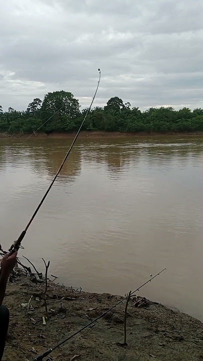 mancing umapan kucur di sungai batang hari#mancing #ikanbaung #disungai