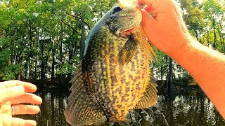 Johnson Beetle spin Crappie fishing 