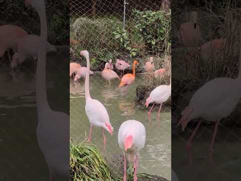 【愛媛県とべ動物園】色鮮やか♪4種類のフラミンゴ　#shorts