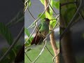 Colibri in Panama short