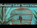 Burung Perkutut Lokal Suara Gacor Paling Merdu Mantap Mp3 - Mp4 Download