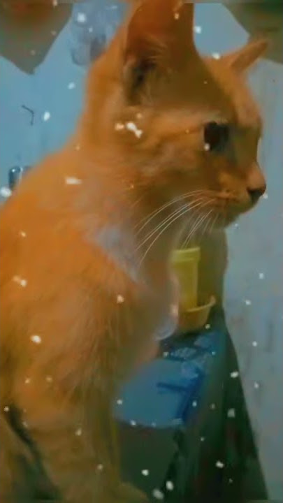 Story wa kucing