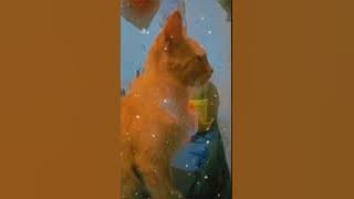 Story wa kucing