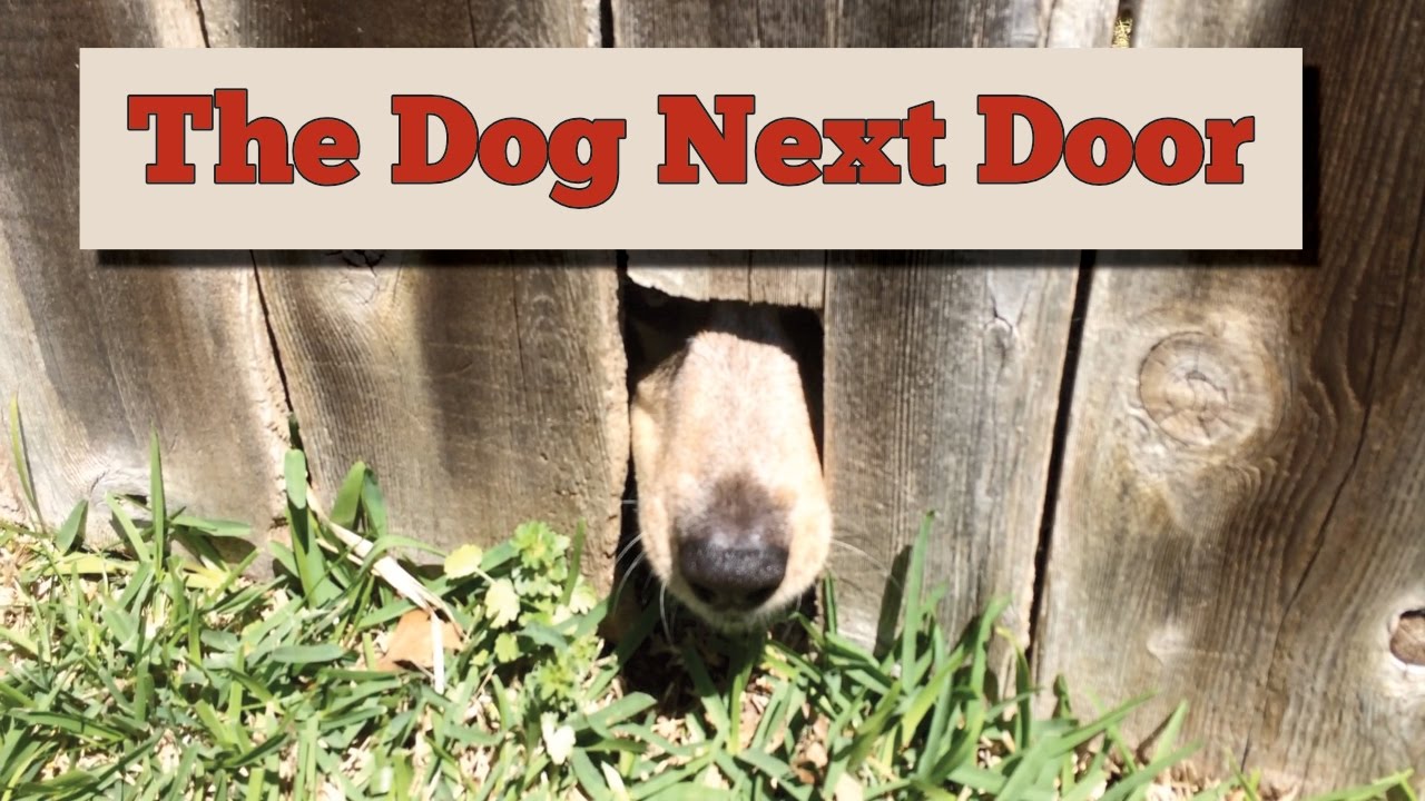 Einstein the Parrot talking and barking at the dog next door YouTube