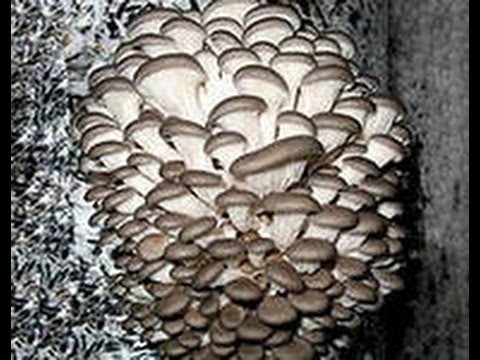 Вешенка, отработанные блоки, хороший урожай