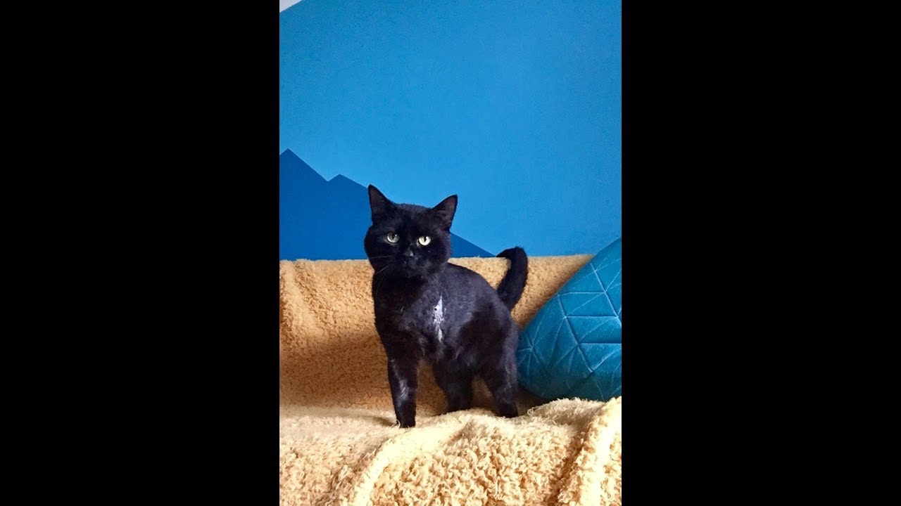 cat rescue near me Cosmo 43240