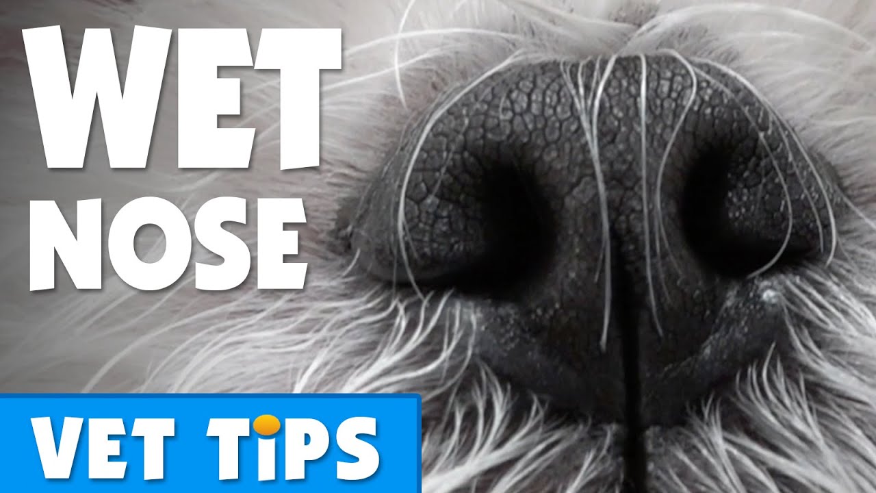 Are Dog Noses Supposed To Be Wet?