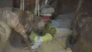 Big Dog Vs. Small Child