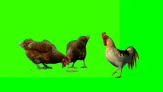 Green Screen Ayam Jago Green Screen Ayam Betina Youtube