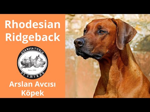 Video: Rhodesian Ridgeback Köpek Irkı Hipoalerjenik, Sağlık Ve Ömrü