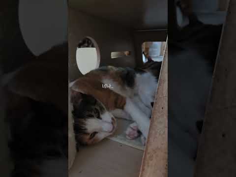 눈뜨고 잘똥말똥!!간식먹고 뻗은냥#고양이일상