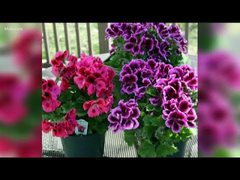 Video: Thuisland Van Geraniums: Uit Welk Land Is Deze Bloem Naar Ons Gekomen? Kenmerken Van De Oorsprong Van De Plant