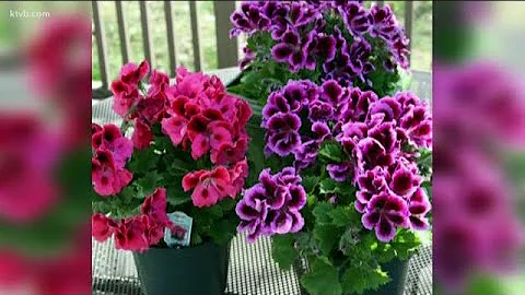 You Can Grow It: Tips for growing geraniums - DayDayNews