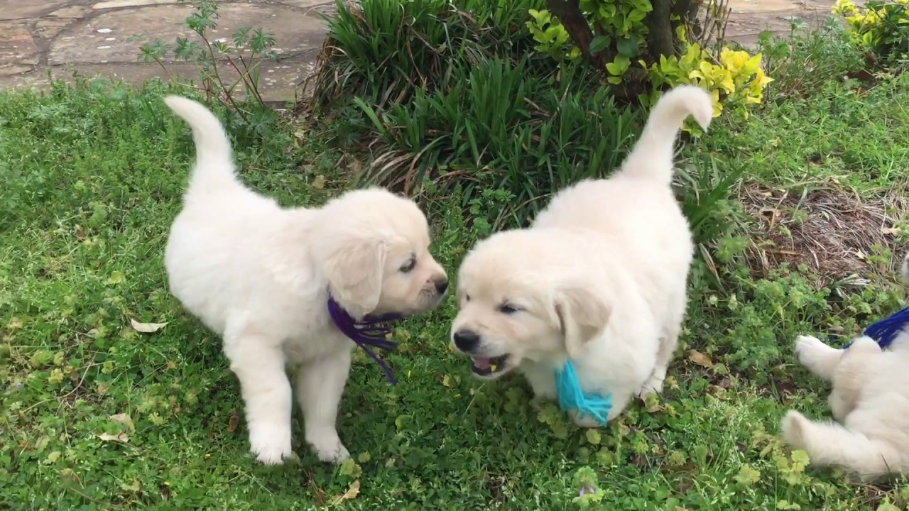 Wisteria Goldens | English Cream Golden Retriever Puppies ...