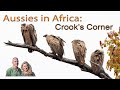 Crook&#39;s Corner in Kruger National Park | Aussies in Africa