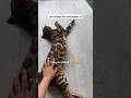 Housecat or Leopard? Meet the Bengal Cat 😻🐾