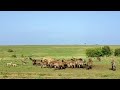 Single sub-adult male lion joins a hyena clan&#39;s kill (along with 3 jackals)