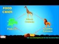 Energy Flow in Ecosystems