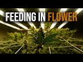 Flower feeding regimen  drip hydro in rdwc