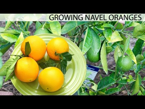 Video: Navleappelsintræer: Sådan dyrkes navleappelsiner