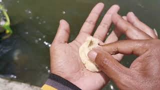 Cara jitu merakit pancing micro fishing dan meracik umpan gacor