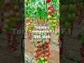 midi-plum Tommasino 2025 #pomodoro #agricoltura