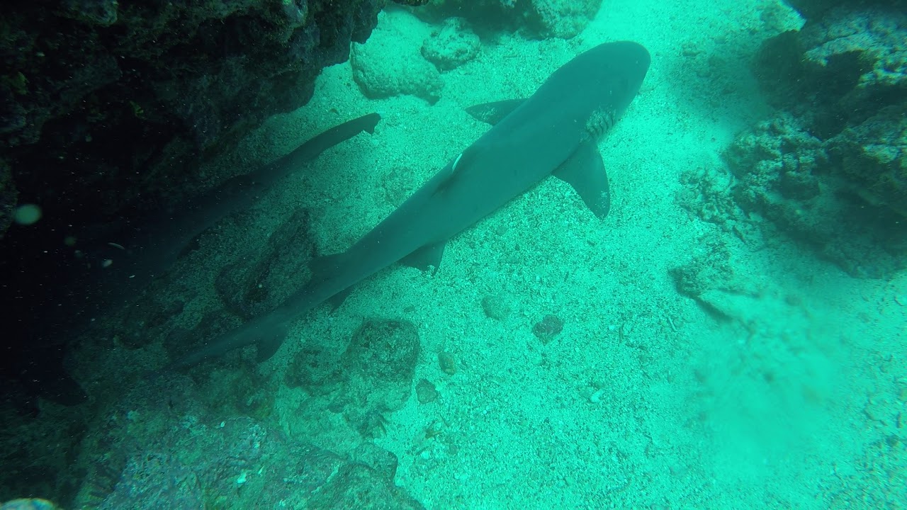 White Tipped Reef Sharks In the Galapagos Islands - YouTube