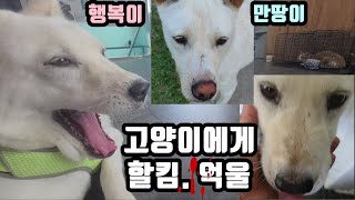 풍산개와 고양이는 친해질수 없는걸까? Can a Poongsan dog and a cat never become friends?
