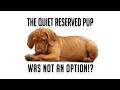 Deer Dog Training Q&A - The quiet reserved pup was not an option!?