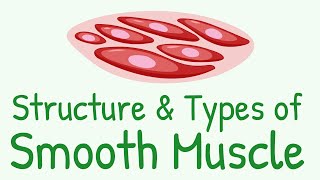 Structure and Types of Smooth Muscle || Multi Unit Smooth Muscles vs Unitary Smooth Muscles