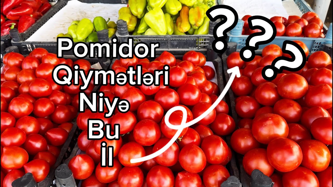 Xaşmaz Bazarı - Xaçmaz pomidoru neçəyədir? - Bazarda meyvə tərəvəz qiymətləri