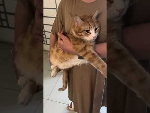 همایونو فقط بغل باشه دیگه کاری نداره با کسی