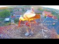 Feeding scene／White Stork Nest🇭🇺Ságvár, Hungary／by Madarles-Live Bird Cams