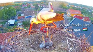 Feeding scene／White Stork Nest🇭🇺Ságvár, Hungary／by Madarles-Live Bird Cams