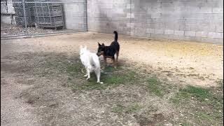 Kookie #A1950197 and Lucy #A2014939