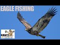 Juvenile Bald Eagle Fishing