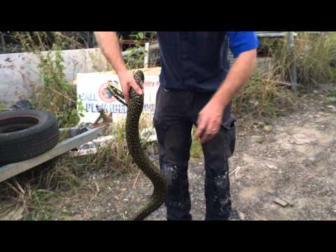 Diamond python striking at camera