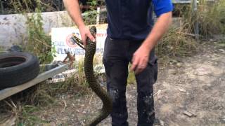 Diamond python striking at camera Net Worth